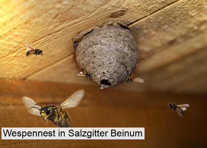 Wespennest in Salzgitter Beinum